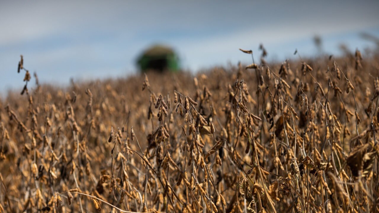 2023_05_15_soja_2023_-_Foto_Wenderson_Araujo_Trilux