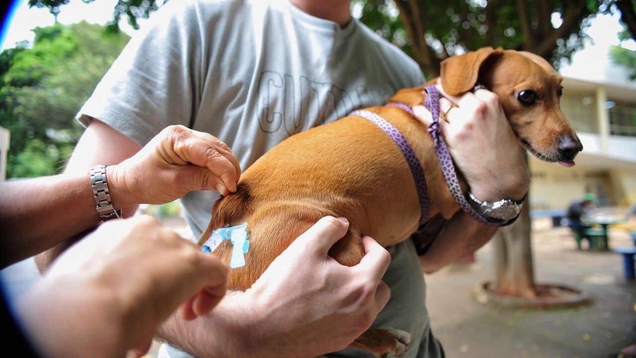 Brasília - A Secretaria de Saúde do Distrito Federal realiza, neste sábado (22), campanha de vacinação antirrábica para cães e gatos, na área urbana (Marcelo Camargo/Agência Brasil)