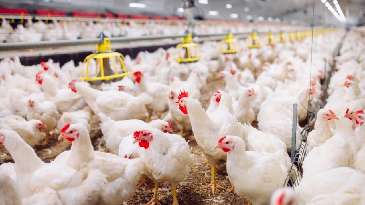 AGRODEFESA-GOIAS-REFORCA-MEDIDAS-DE-PREVENCAO-CONTRA-INFLUENZA-AVIARIA