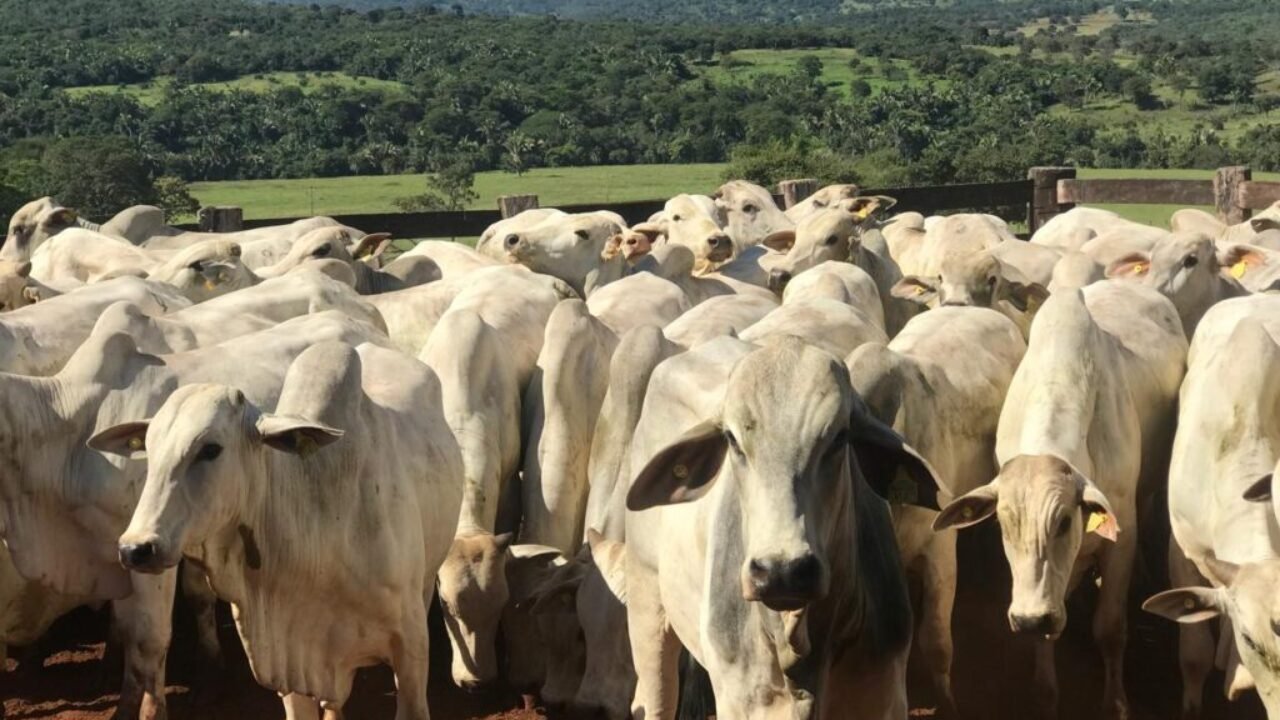 AGRODEFESA_DECLARACAO_DE_REBANHO-1024x768