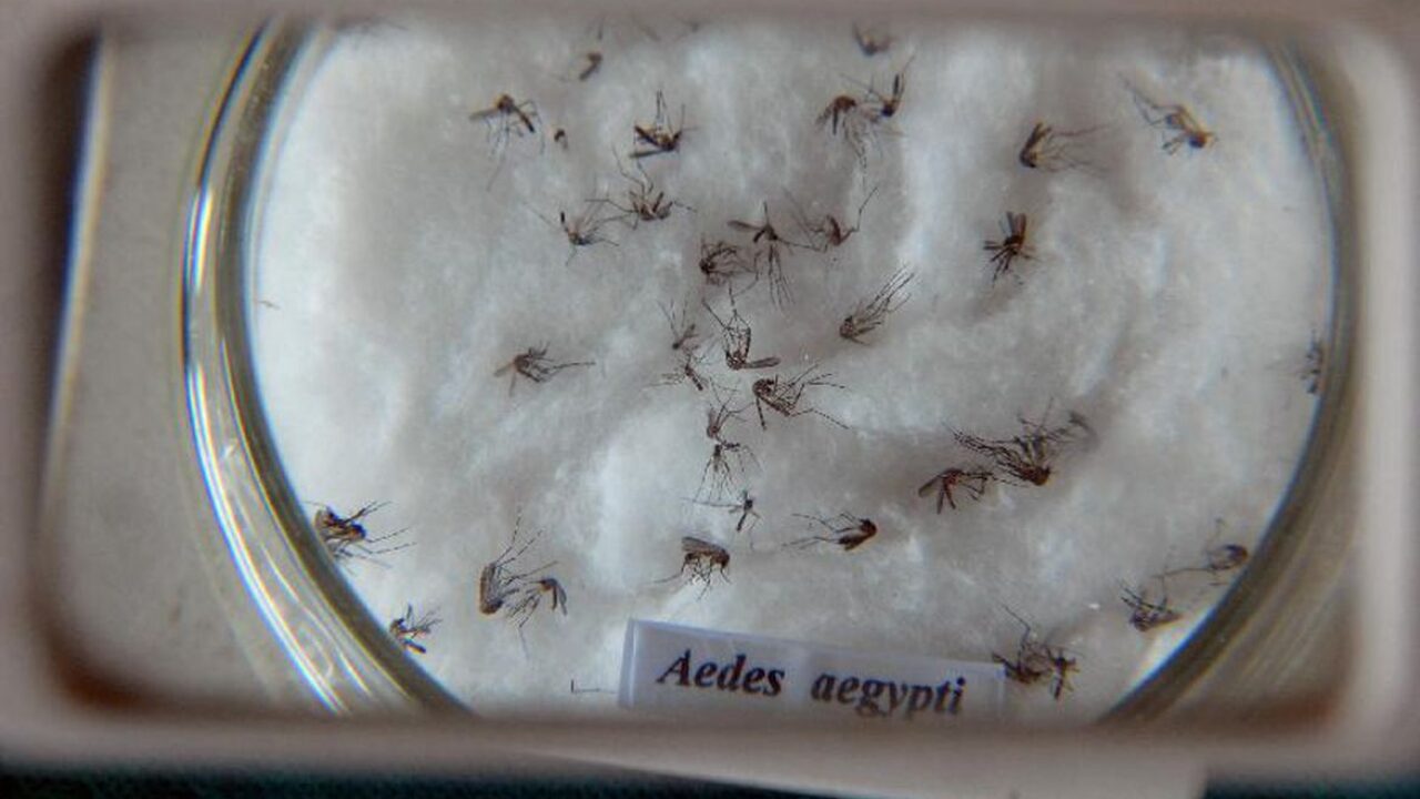 Aedes arquivo ag brasil
