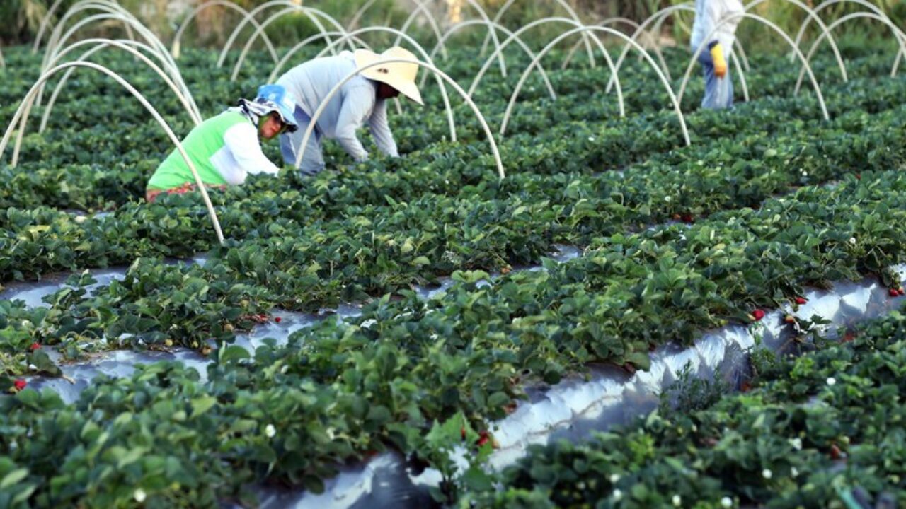 Agricultura familiar