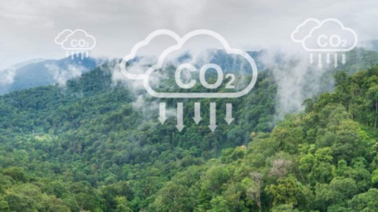 Tropical forests can absorb large amounts of carbon dioxide from the atmosphere.
