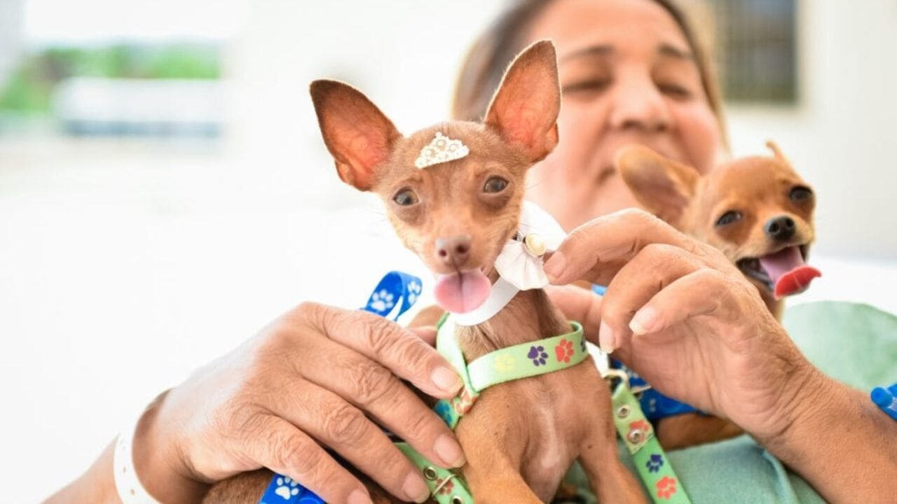 Hugol-paciente-recebe-visita-de-animais-de-estimacao