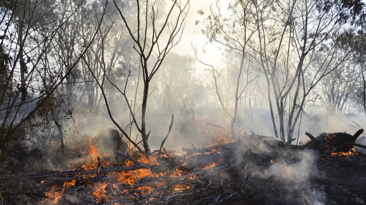 Bombeiros tentam controlar incêndio em área de Cerrado na capital federal (Valter Campanato/Agência Brasil)