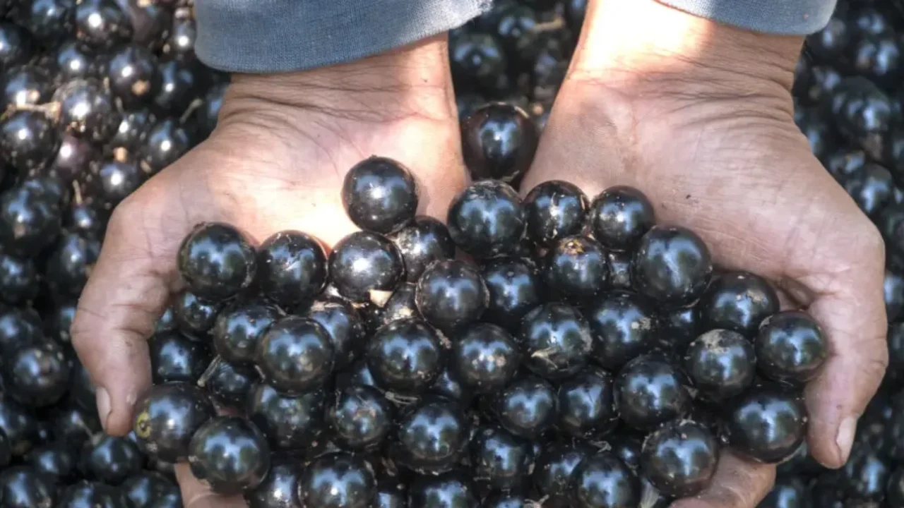 Jabiticaba_emater-1215x807.jpg-1200x600-c-default