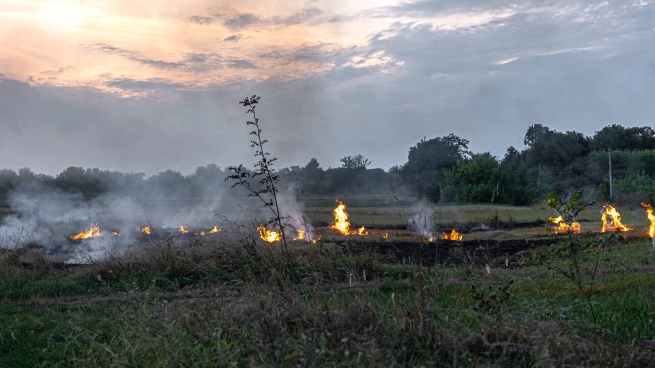 Fire in the steppe, the grass is burning destroying everything in its path.