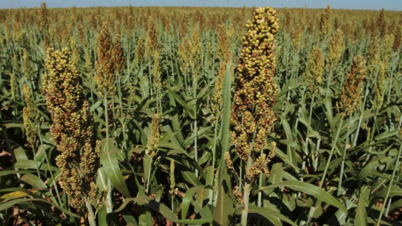 SORGO_1A