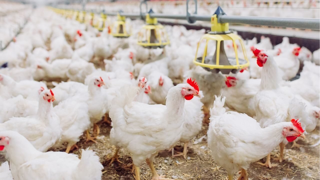 Texto do seu parágrafo