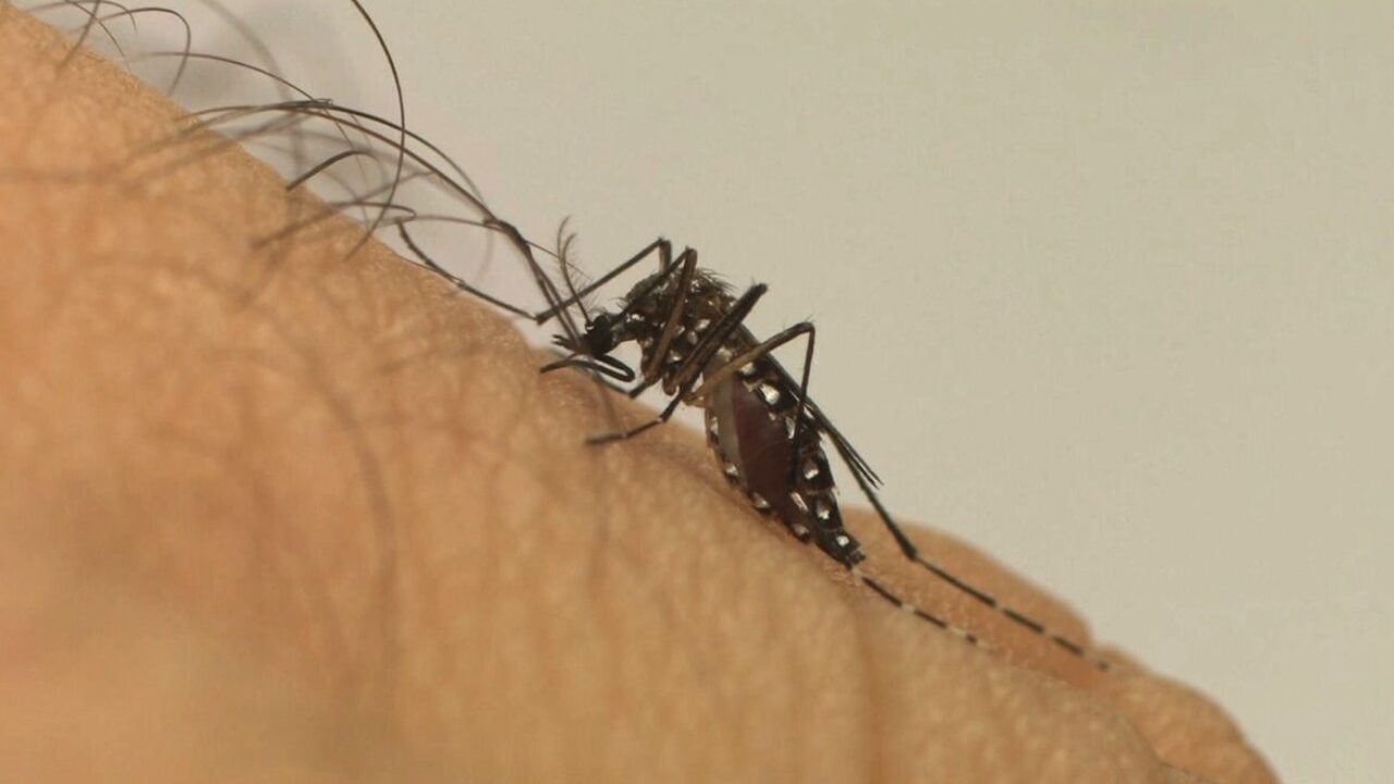 Imagem de mosquito Aedes aegypti