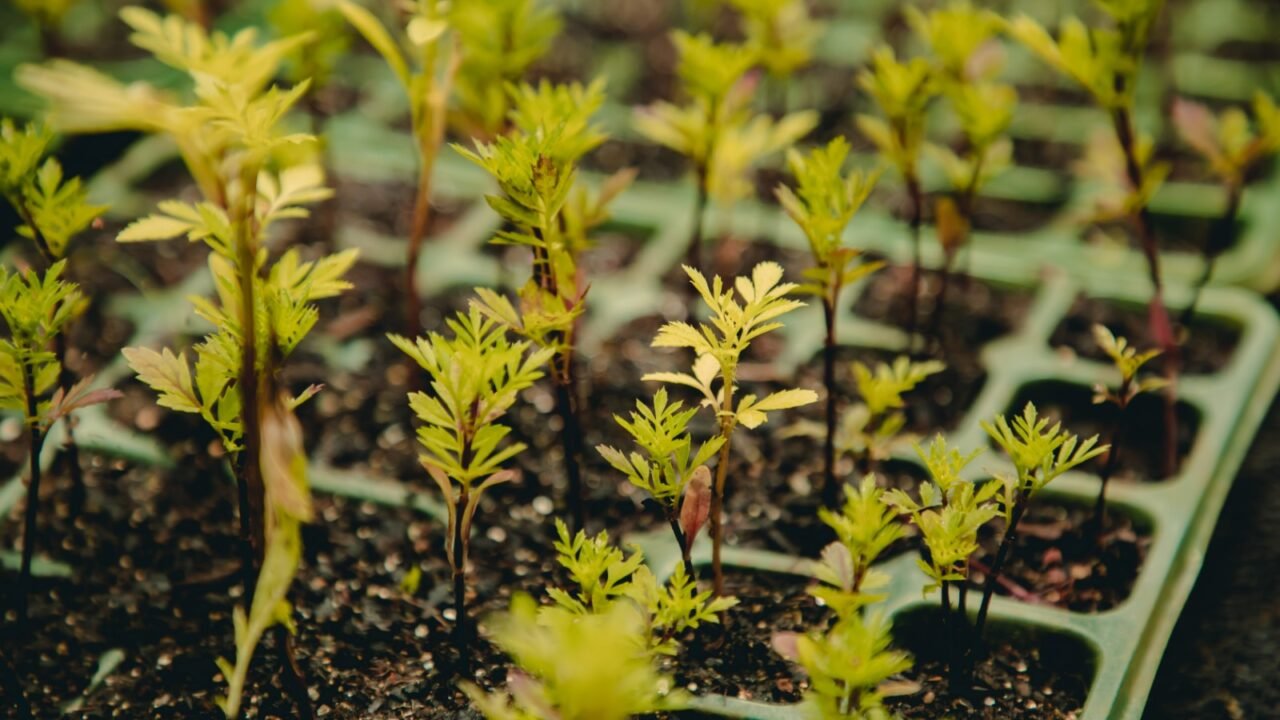 WhatsApp Image 2026-01-27 at 09.31.17