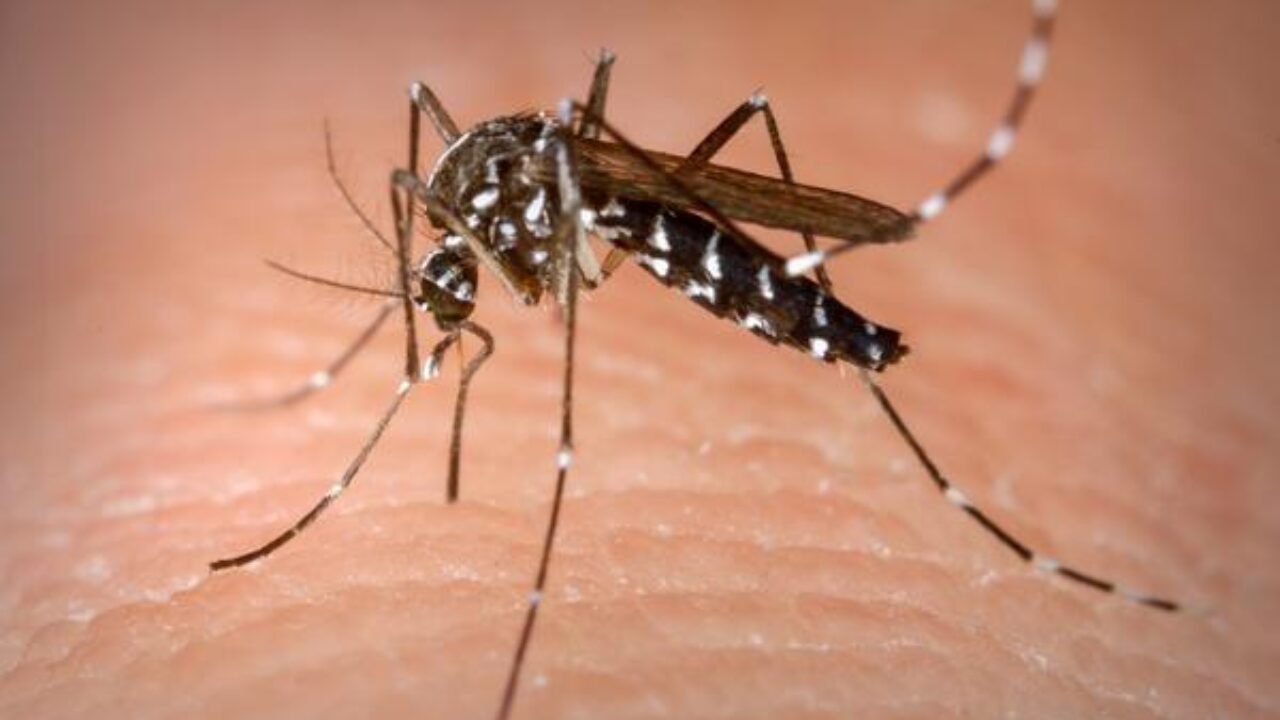 aedes-mosquito-da-dengue-divulgação-álbum-1