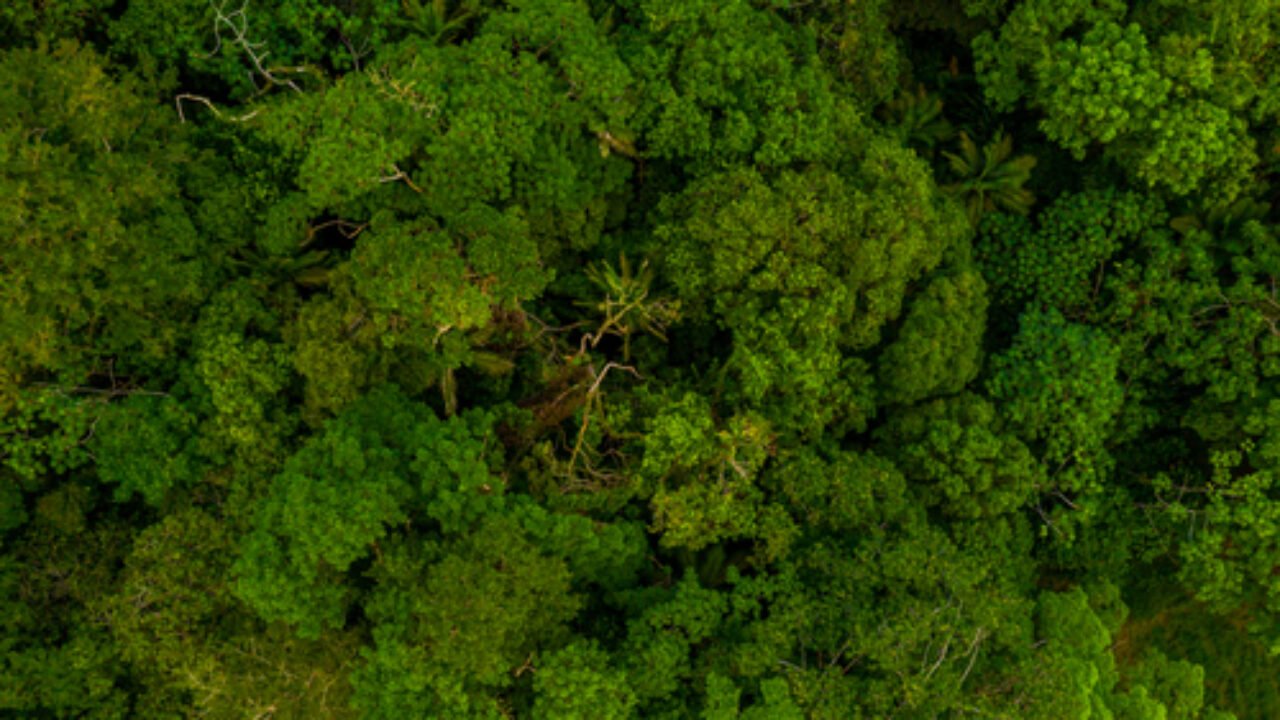 An aerial view of the vibrant green trees in the forest