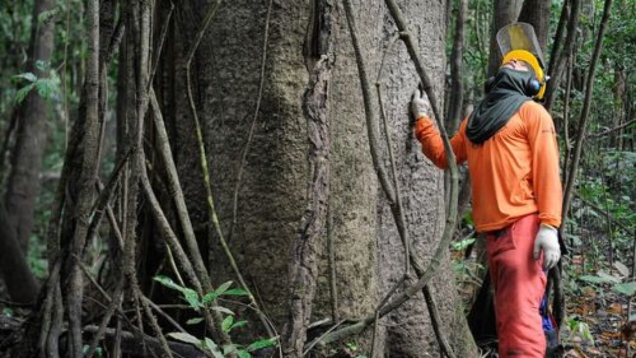 Na Reserva Mamirauá, pesquisadores e ribeirinhos buscam a sustentabilidade pelo manejo florestal  (Tomaz Silva/Agência Brasil)