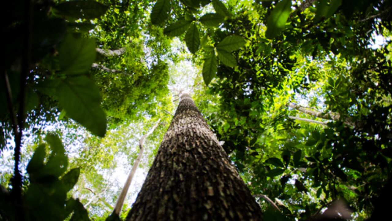 Juruena, MT, Brasil:  Castanheira na reserva legal comunitária do assentamento Vale do Amanhecer.  (Foto: Marcelo Camargo/Agência Brasil)