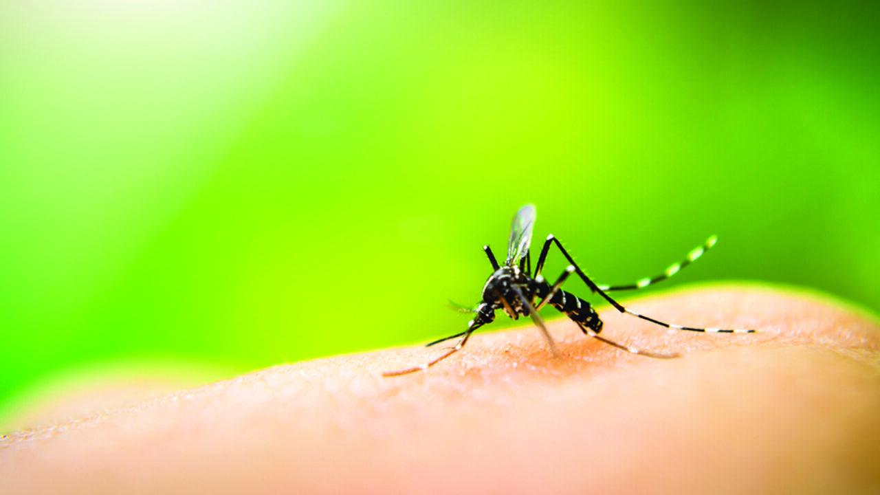 criado-aplicativo-capaz-de-detectar-dengue-e-zika-em-atc3a9-30-minutos