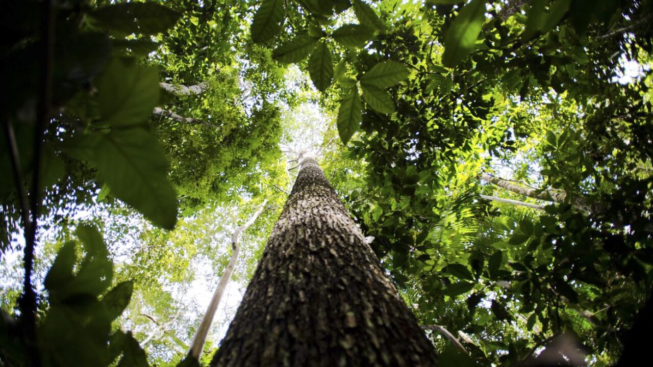 floresta Amazônica