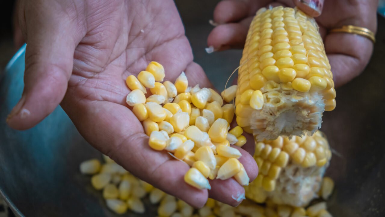 Sweet Corn Grains separating from the corncob .