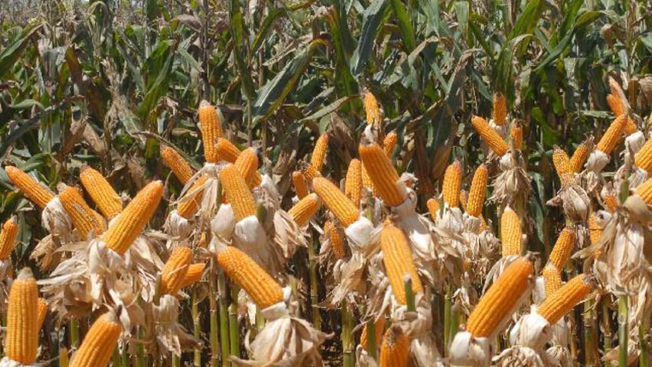 Milho (Elza Fiúza/Agência Brasil)