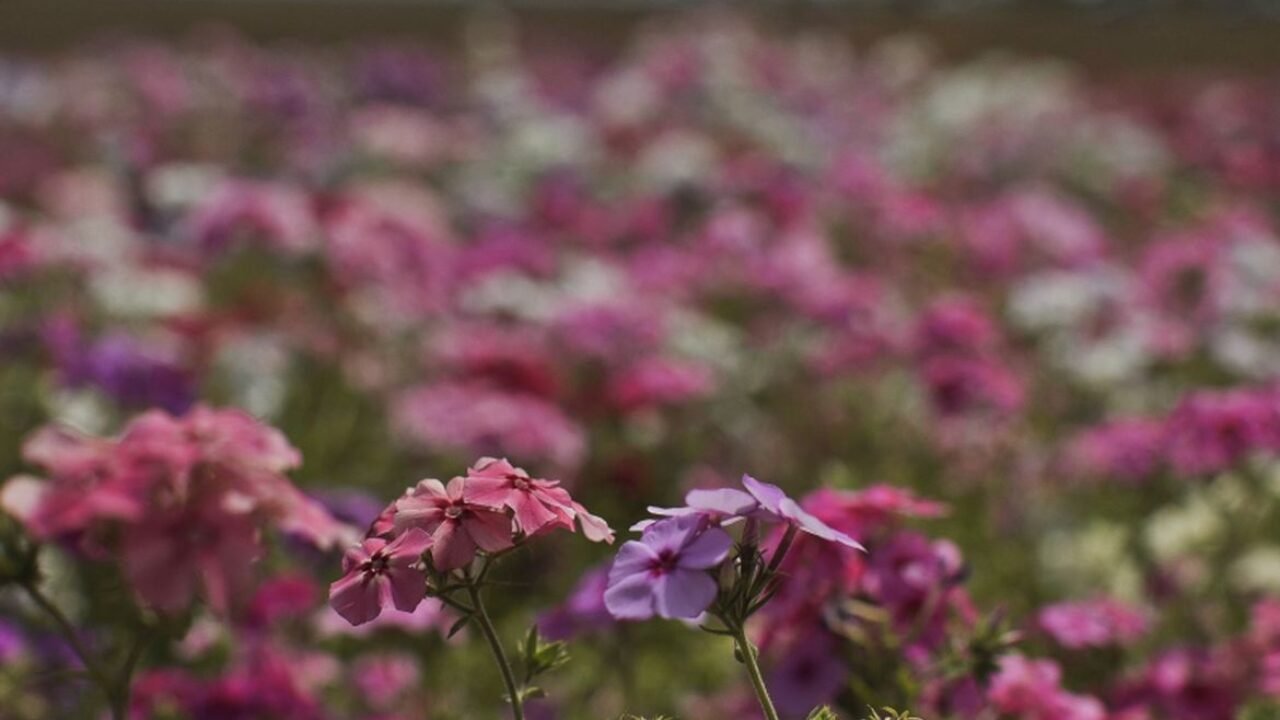 primavera