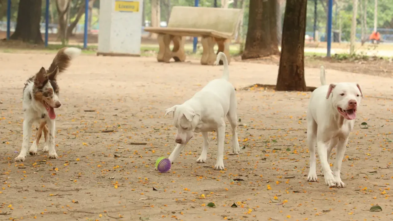 tutores_com_caes_no_parcao_espaco_exclusivo_para_cachorros_na_praca_ayrton_senna_do_brasil_rvsa_abr_103020210148-1
