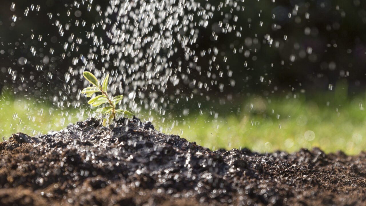 water-falling-on-a-plant